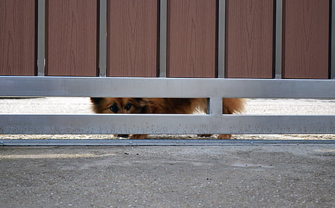 cane, recinzione, nascosta