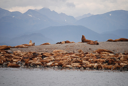 lobos de mar, alaska de Juno, Alaska, animales