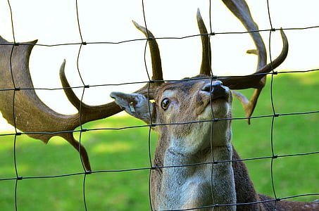 Hirsch, rusa Bera, tanduk, Deer park, alam, hewan, hutan