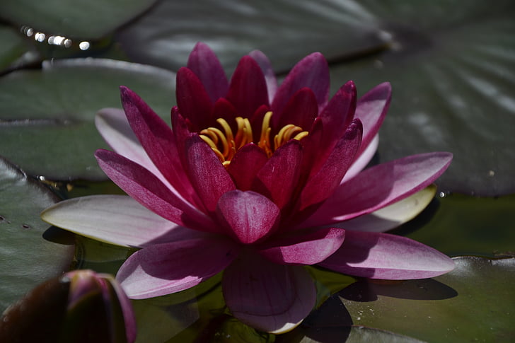 flower, lake, summer, pink, blossom, bloom, nature