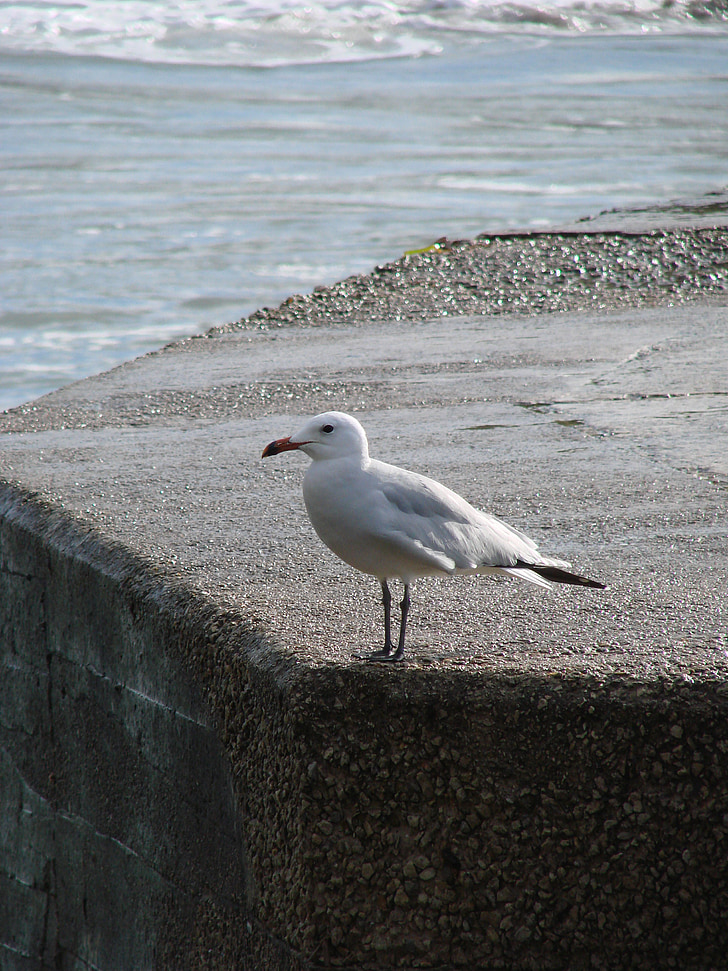 seagull, port, bird, water, animal