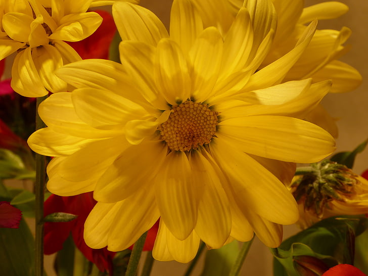 цветок, желтый, Хризантема, мама, Желтые цветы, Лето, Цветочные