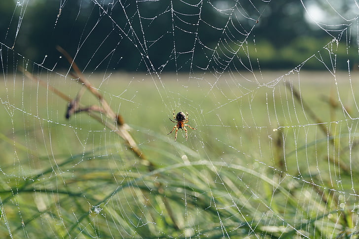 laba-laba, Cobweb, alam