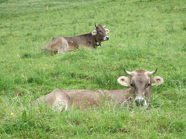 коровы, Allgäu, Alp