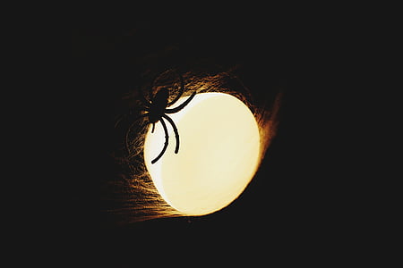 lighting, spider, halloween, spider web