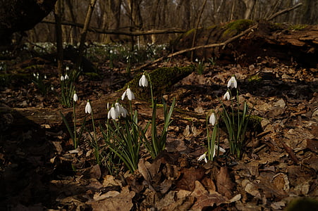 snowdrop, flower, white, forest, avar, spring, spring flower