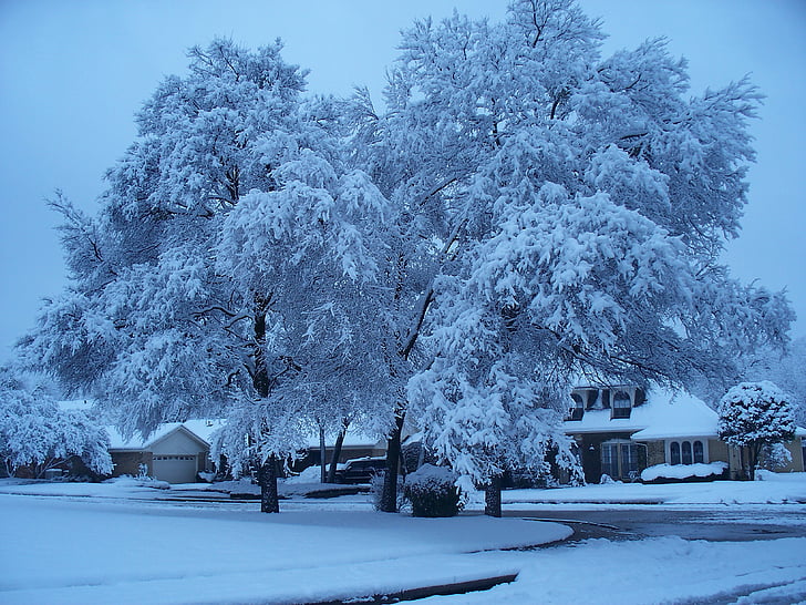 หิมะ, ต้นไม้, น้ำแข็ง, ฤดูหนาว, เย็น - อุณหภูมิ, ธรรมชาติ, ฤดูกาล