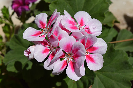 Γεράνι, λουλούδι, Πελαργόνιο, φύση, πέταλο, φυτό, ροζ χρώμα