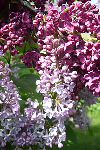 ungu, bunga, mekar, Bush, tanaman, musim semi, Lilac cabang