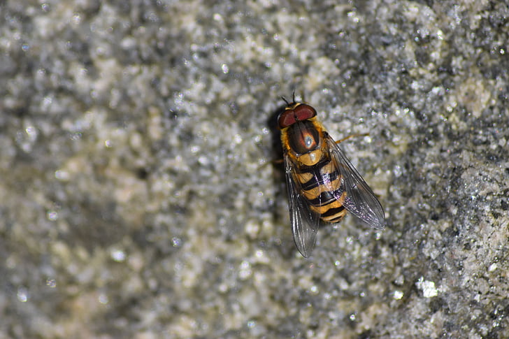 Wasp, steen, natuur, Fins, natuur foto, de stenen, bug