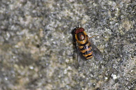 wasp, stone, nature, finnish, nature photo, the stones, bug