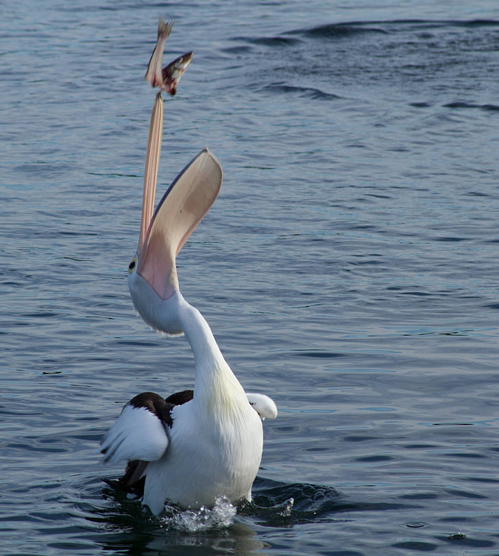 pelican, catching, fish, animal, water, water bird, pelecanidae