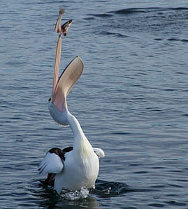 Pelican, kiinni, kala, eläinten, vesi, vesilintu, pelecanidae