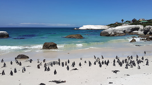 pingvinai, paplūdimys, atogrąžų, smėlio, balta, vandens, riedulys
