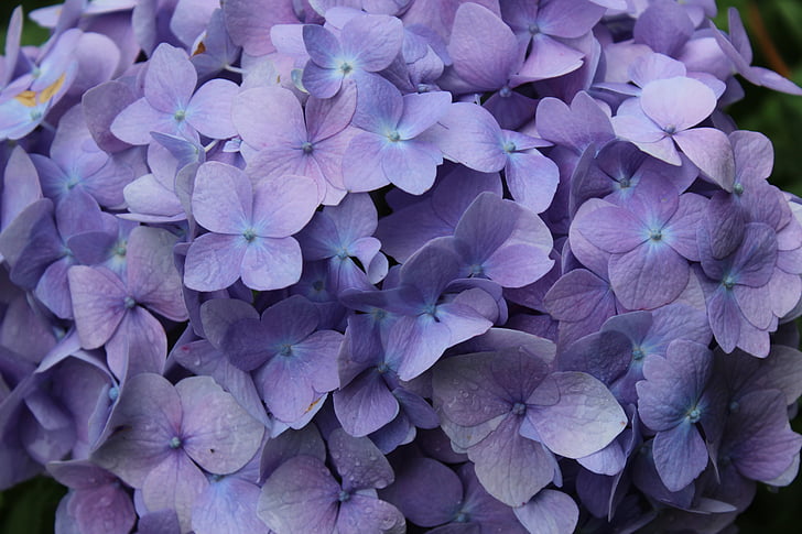 closeup, fotografija, violetinė, Hortenzija, gėlė, gėlės, pavasarį