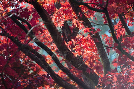 strom, závod, Příroda, podzim, na podzim, list, Les