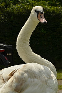 swan, bird, waterfowl, feathers, white