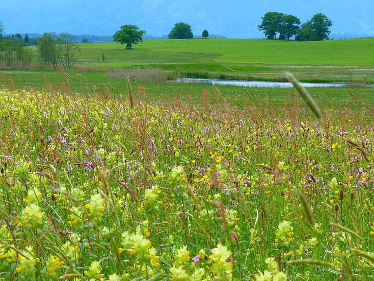 riedwiese поляна, angustifolius, растителна, Последна, природата, ливада, селски сцена