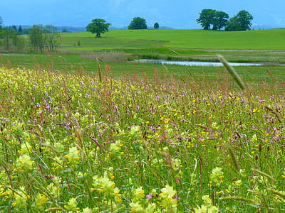 riedwiese travnik, angustifolius, rastlin, staffelsee, narave, travnik, podeželja scena