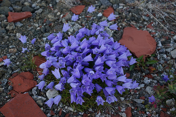 Grónsko bellflower, Grónsko, květ, modrá, Wild flower, modrý květ