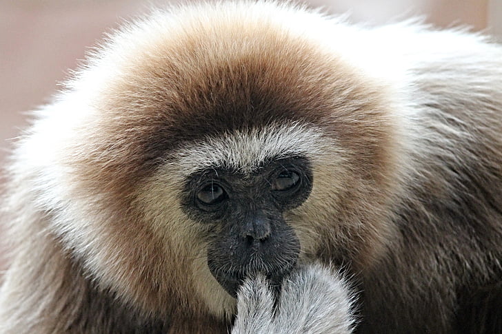 fehér fős gibbon, Gibbon, majom, emberszabású majom, állatkert, a körülöttünk lévő világ, az emlősök