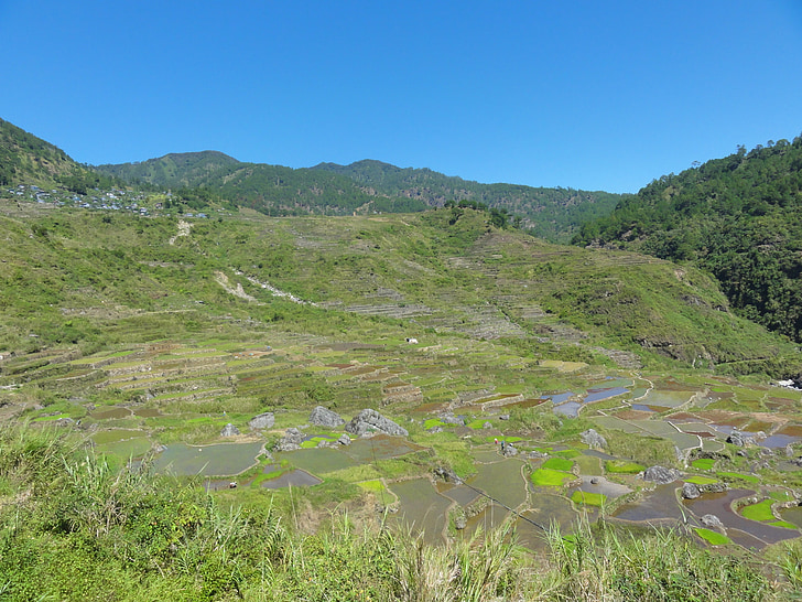 оризови полета, ориз тераси, полета, земеделска земя, Филипини, селски