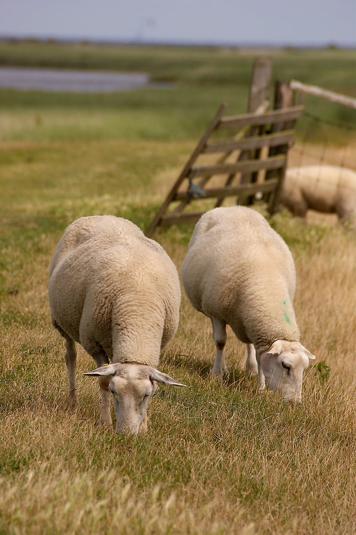 avių, gyvūnų, vilnos, Kailiniai, žemės ūkis, gyvūnai, nutekamasis griovys
