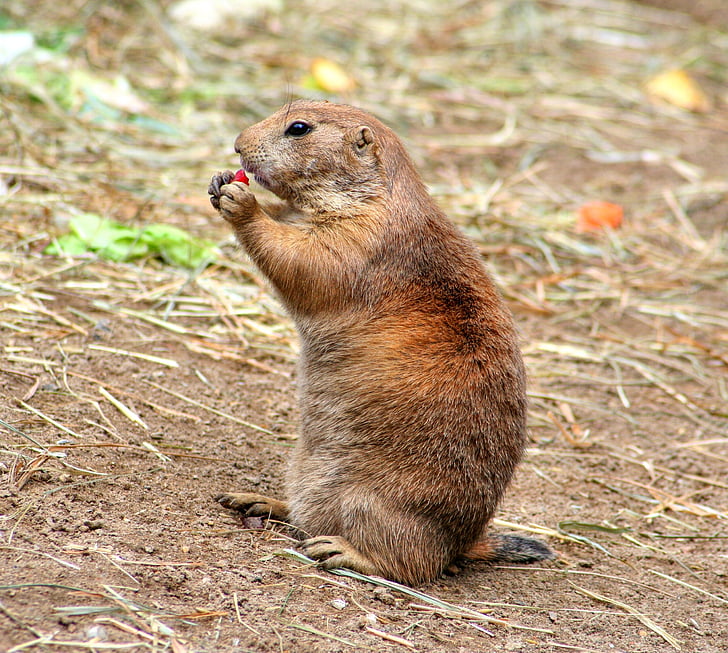 gophers, croissant, rodents, cynomys, squirrel related, true gophers, marmotini