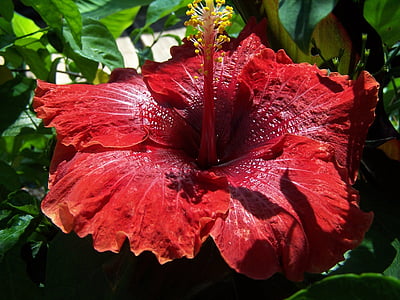 hibisc, híbrid, porpra, flor, Tropicale, malvacea, planta ornamental