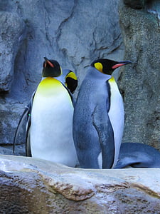 König penguins, Pinguine, Zoo von Calgary