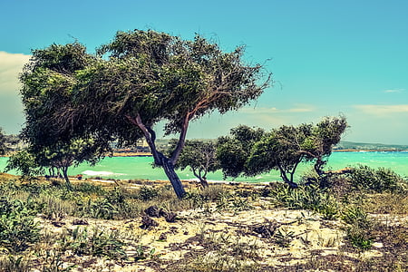 cây, cồn cát, bên bờ biển, Thiên nhiên, cảnh quan, phong cảnh, Makronissos