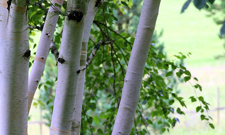 himalayan birch, birch, white, bark, tree, tree bark, nature