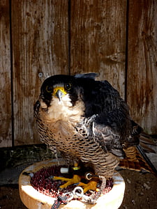 Falcon, vták, Predator, chov falcons