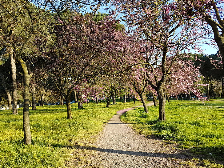 pavasarį, žydėti, medis, Gamta, pėsčiomis, spalva, flovers