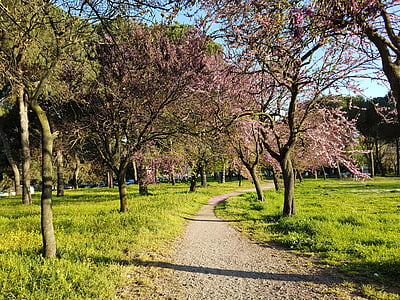 spring, bloom, tree, nature, walk, color, flovers