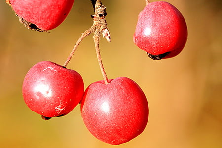 jagody, czerwone jagody, czerwony, jesień, Natura, roślina, dzikie owoce jagodowe