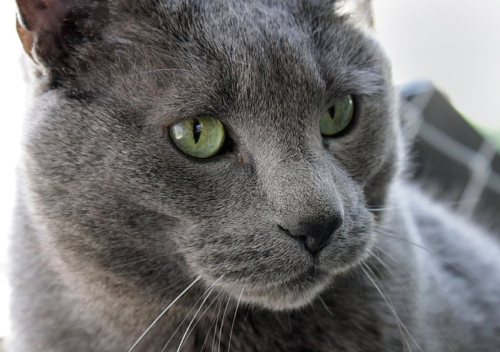 cat, pet, male, large, gray, rescue, outside