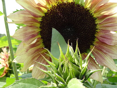 Sun flower, ăn chay, Hoa, màu vàng, mùa hè, dầu thảo dược, màu xanh lá cây