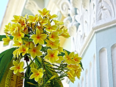 Πλουμέρια, Κίτρινο, λουλούδι, τροπικά, άνθος, άνθιση, φύλλο