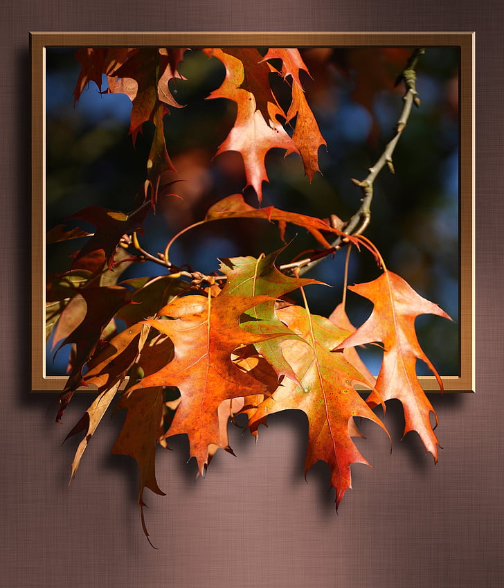 immagine, foglie di acero, Acero, foglie, strada, ramo, telaio, 3D