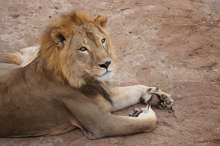 Lion, roi, jambes, coup d’oeil, couché, félin, sauvage