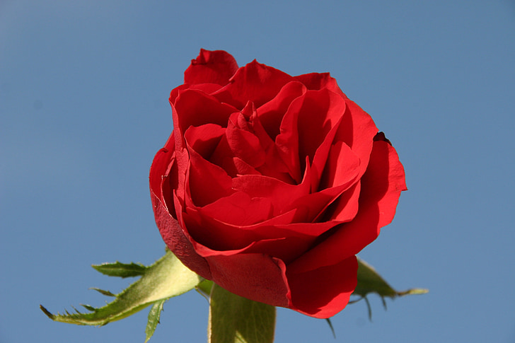 piros, kapcsolat, virág, Rózsa, Thorn, természet, nyári