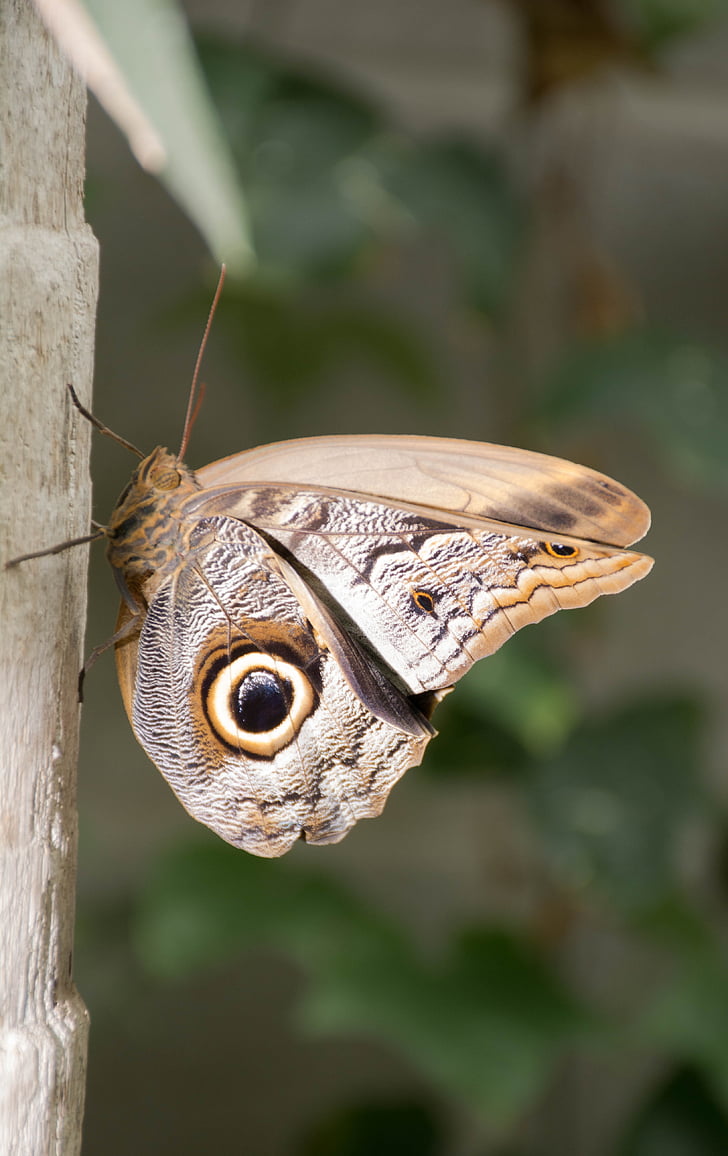 motýľ, Príroda, zvieratá, Lepidoptera, voľne žijúcich živočíchov, krídlo, hmyzu