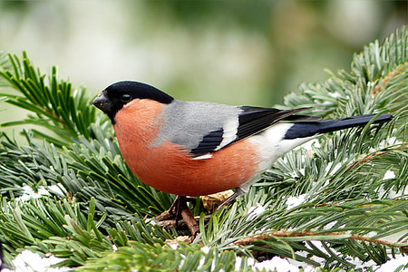 κακκινολαιμής, πουλί, τα αρσενικά, ζώο, pyrrhula, αναζήτηση τροφής, Χειμώνας