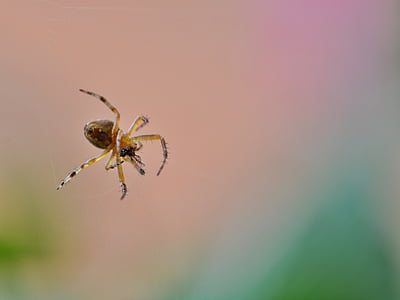 spider, insect, nature, small, hunting, prey, hunter