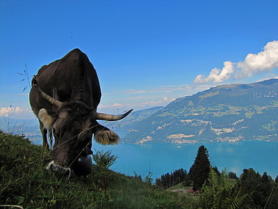 liellopu gaļa, govs, lauksaimniecības dzīvnieki, Šveice, ezers, thunersee