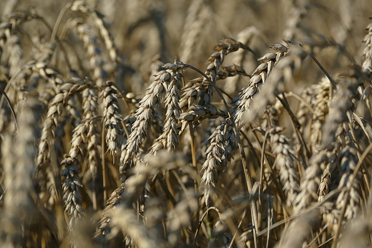wheat, agriculture, cereals