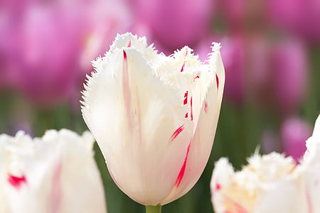 tulips, lily, nature, flowers, schnittblume, blossom, bloom