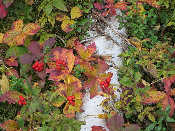 jeseni, jagode, narave, padec, podružnica, listje