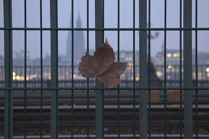 gray, leaf, steel, window, pane, autumn, Autumn leaf